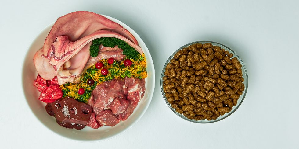 Fresh Food vs. Kibble: Nutrition Insights for Pet Owners